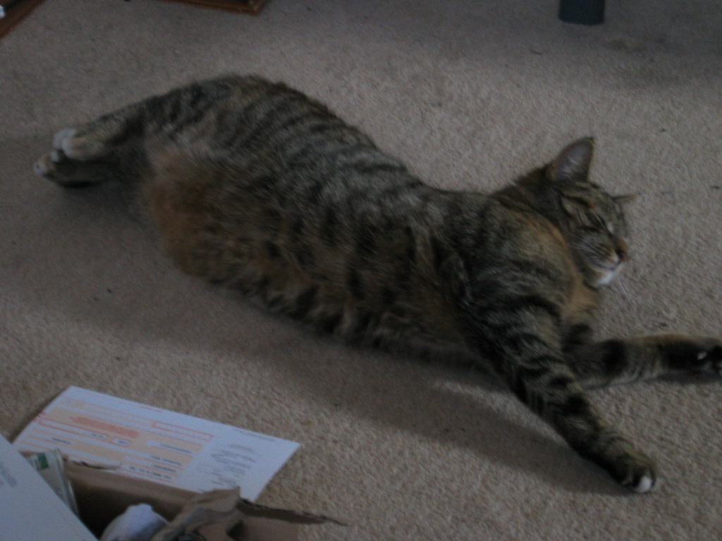 STRECKKATZE
