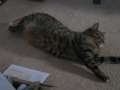 STRECKKATZE